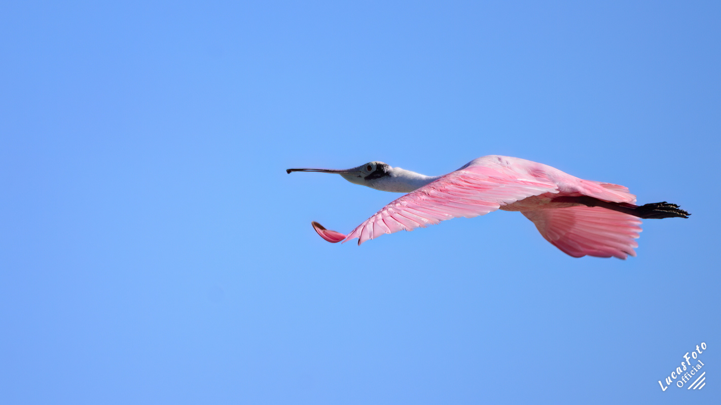 Roseate Spoonbill