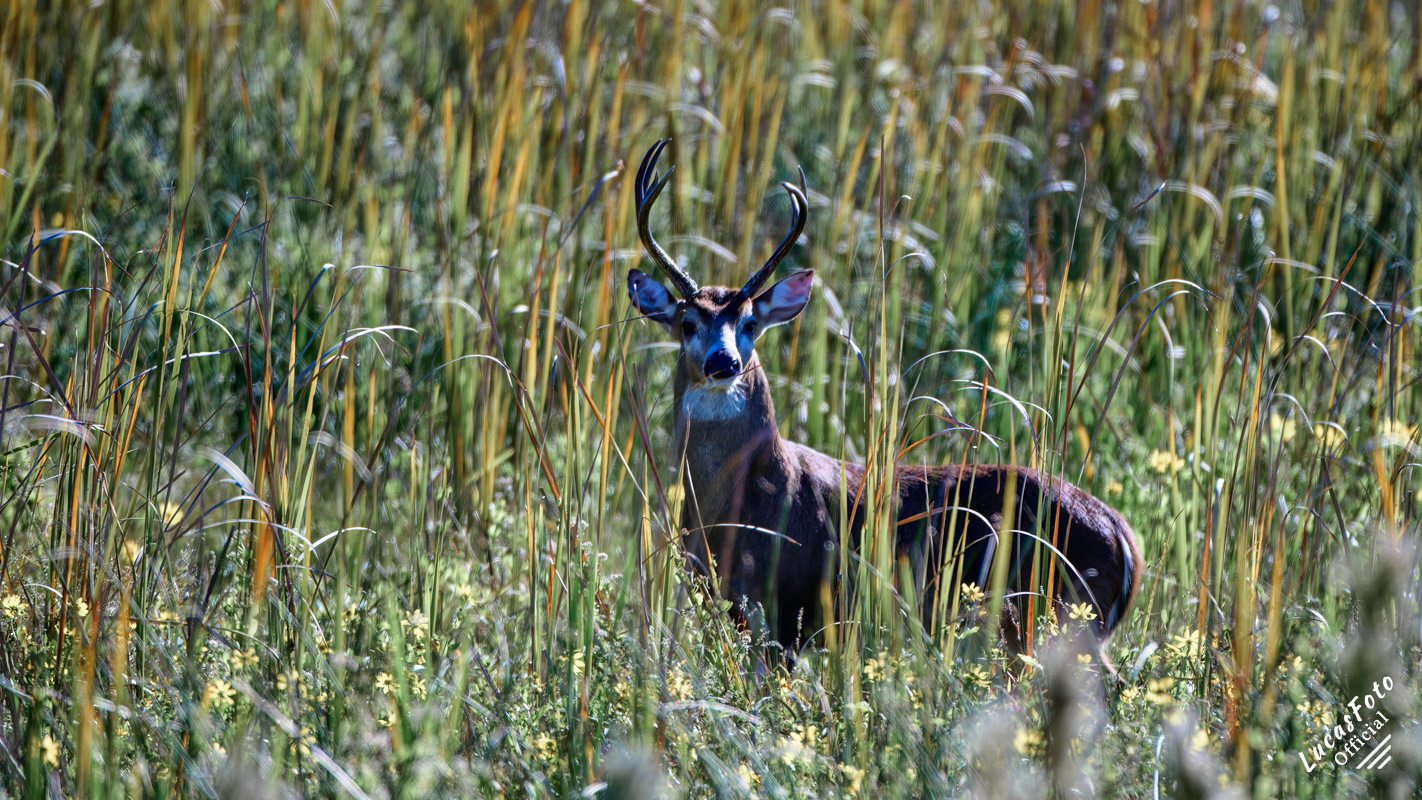 Whitetail