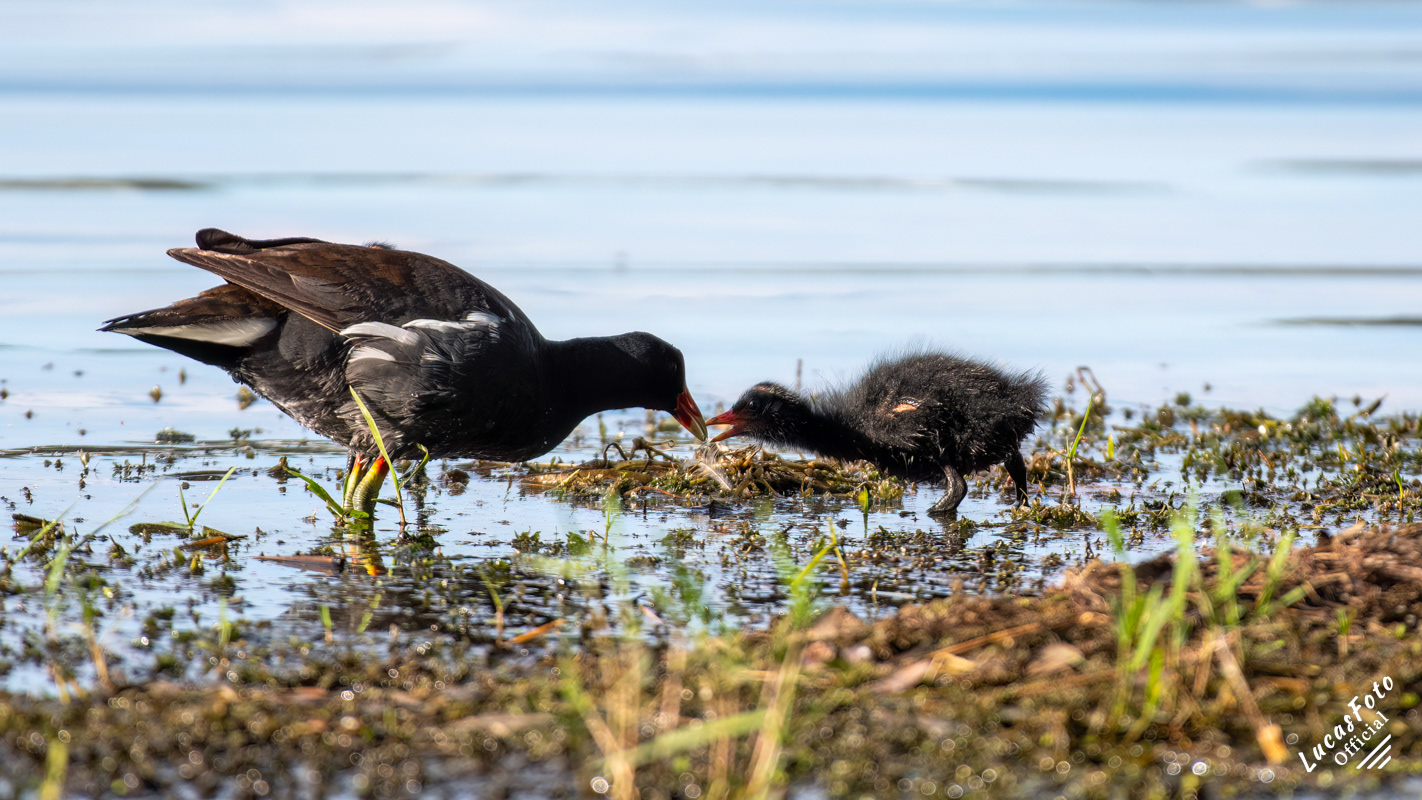 Common Gallinule