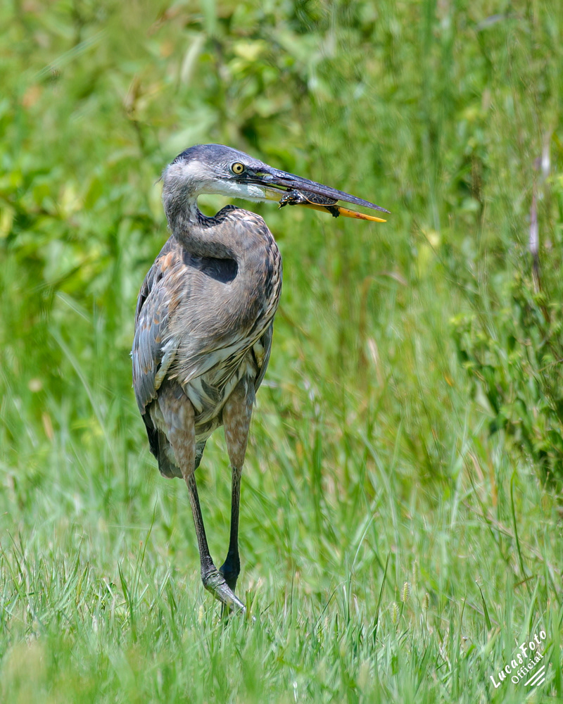Great Blue Heron