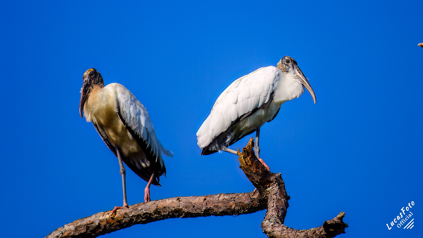 Wood Stork