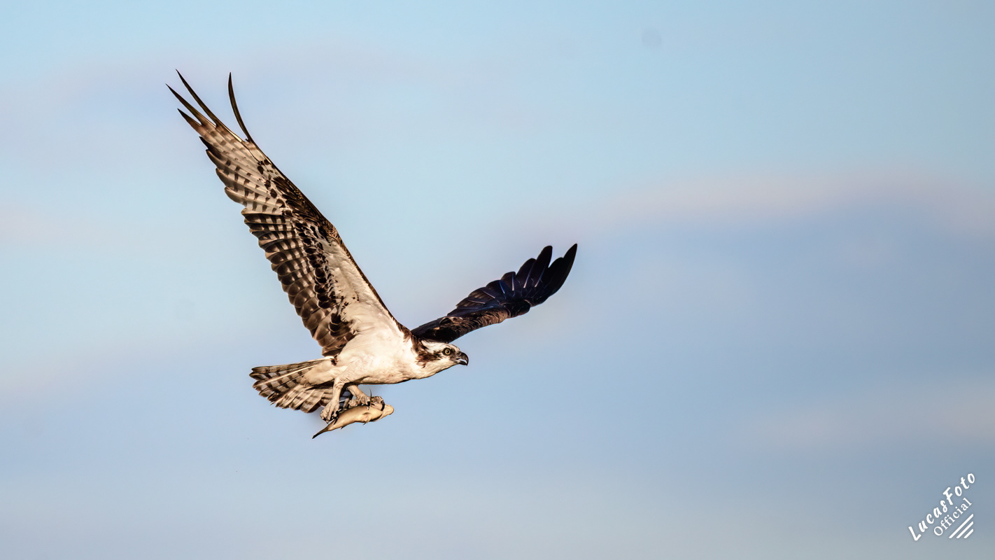 Osprey