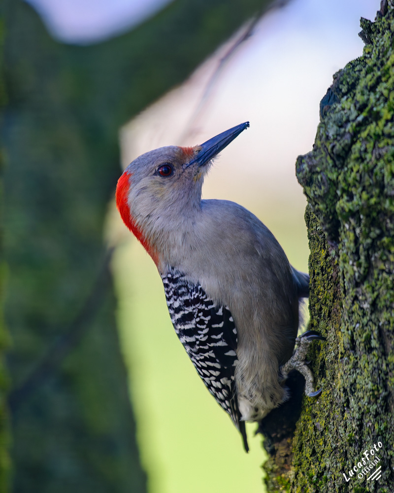 Red-bellied Woodpecker