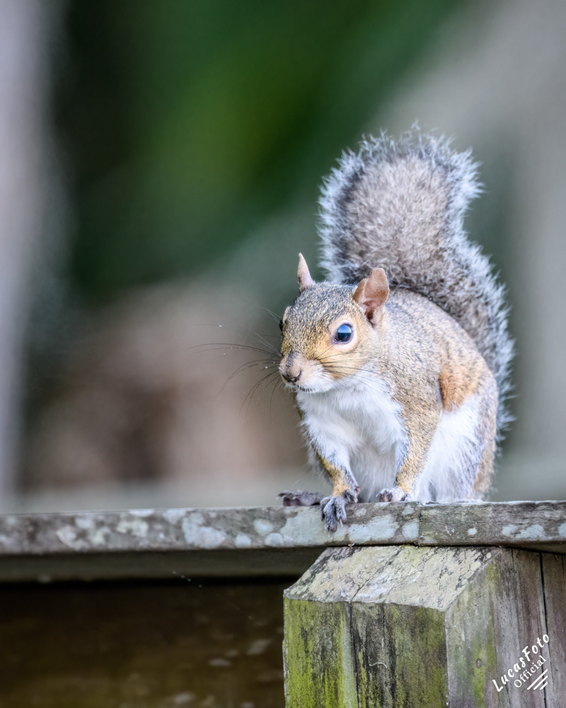 Gray Squirrel