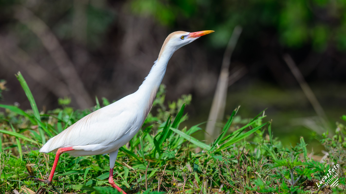 Cattle Egret