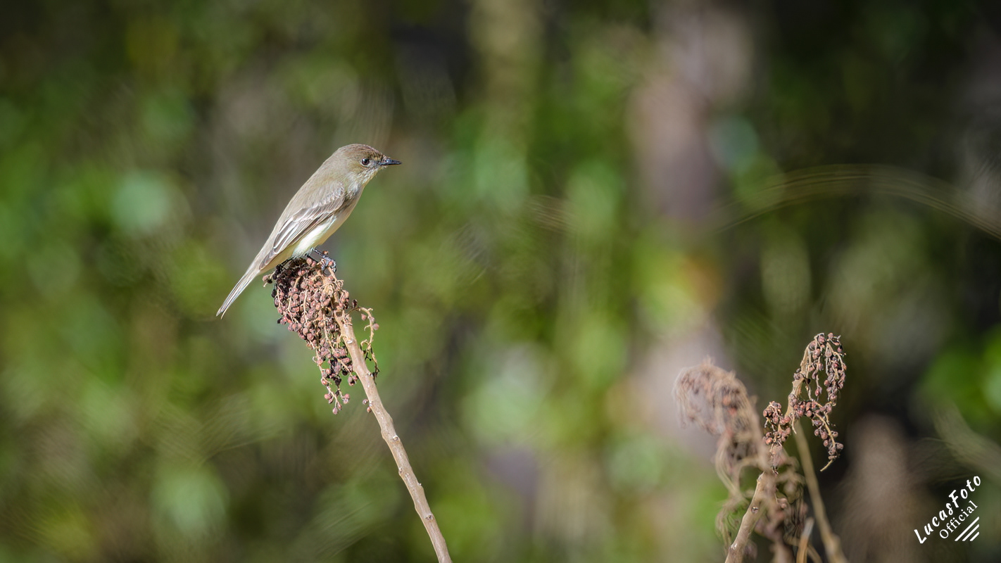 Eastern Phoebe