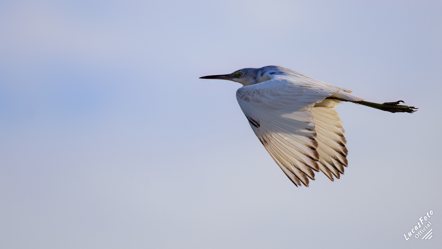 Little Blue Heron