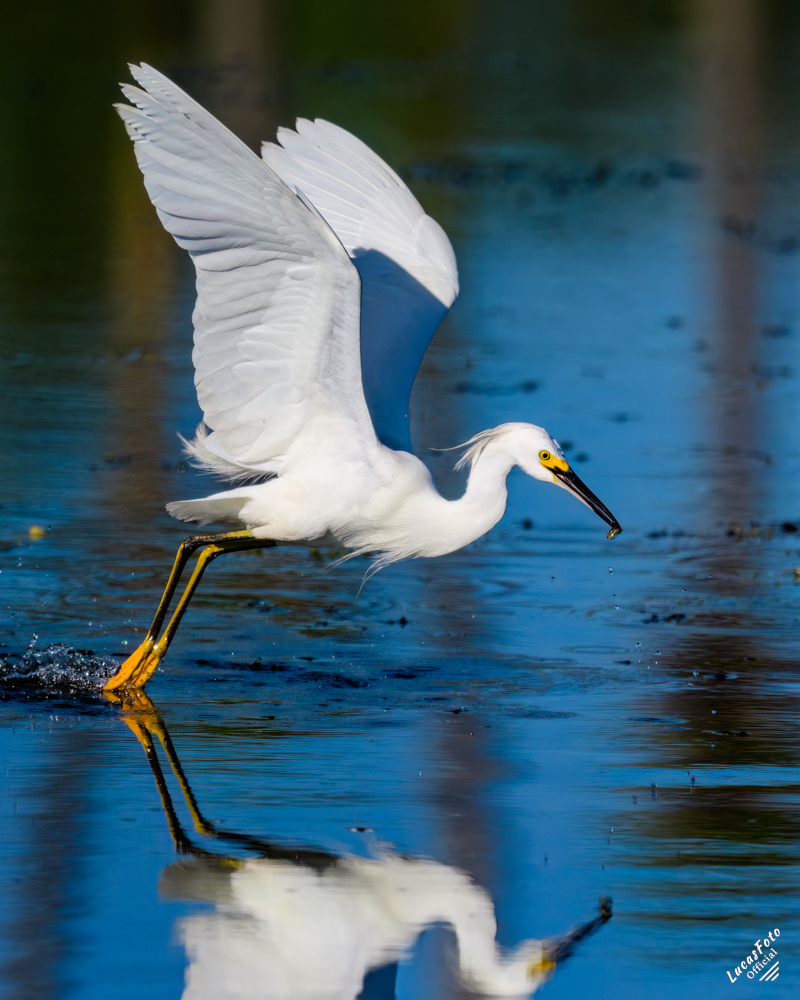 Snowy Egret