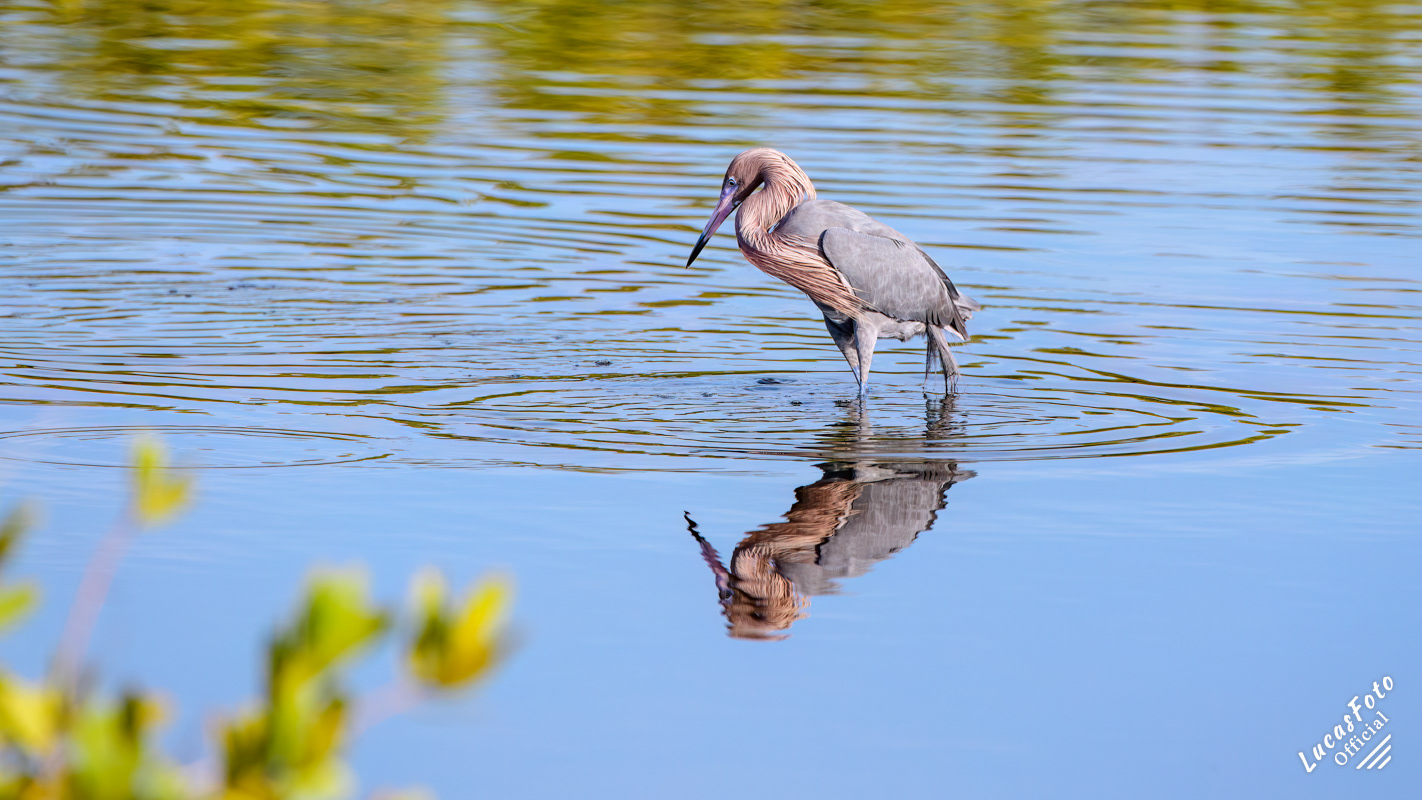 Reddish Egret