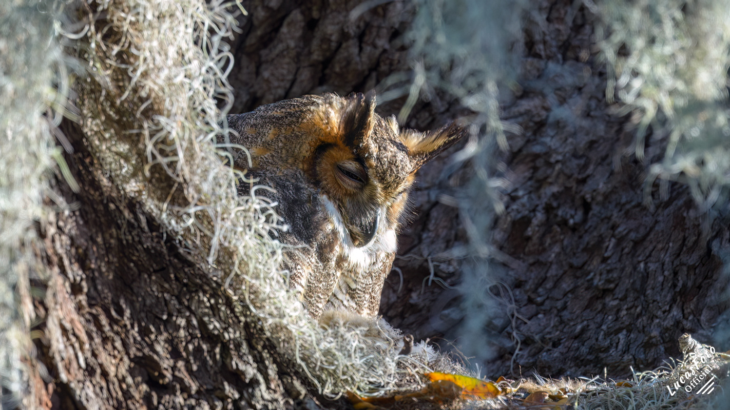 Great Horned Owl