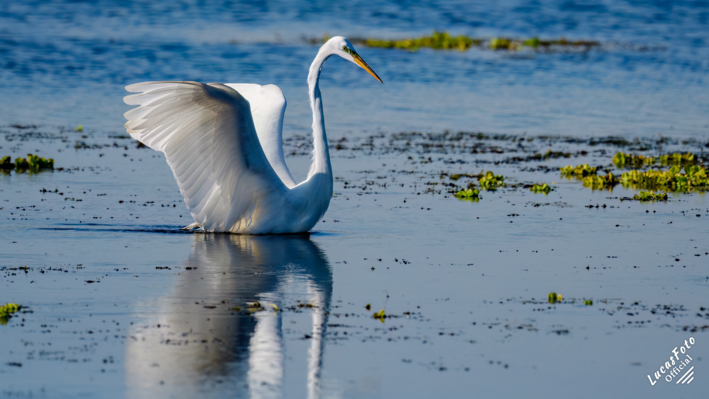 Great Egret
