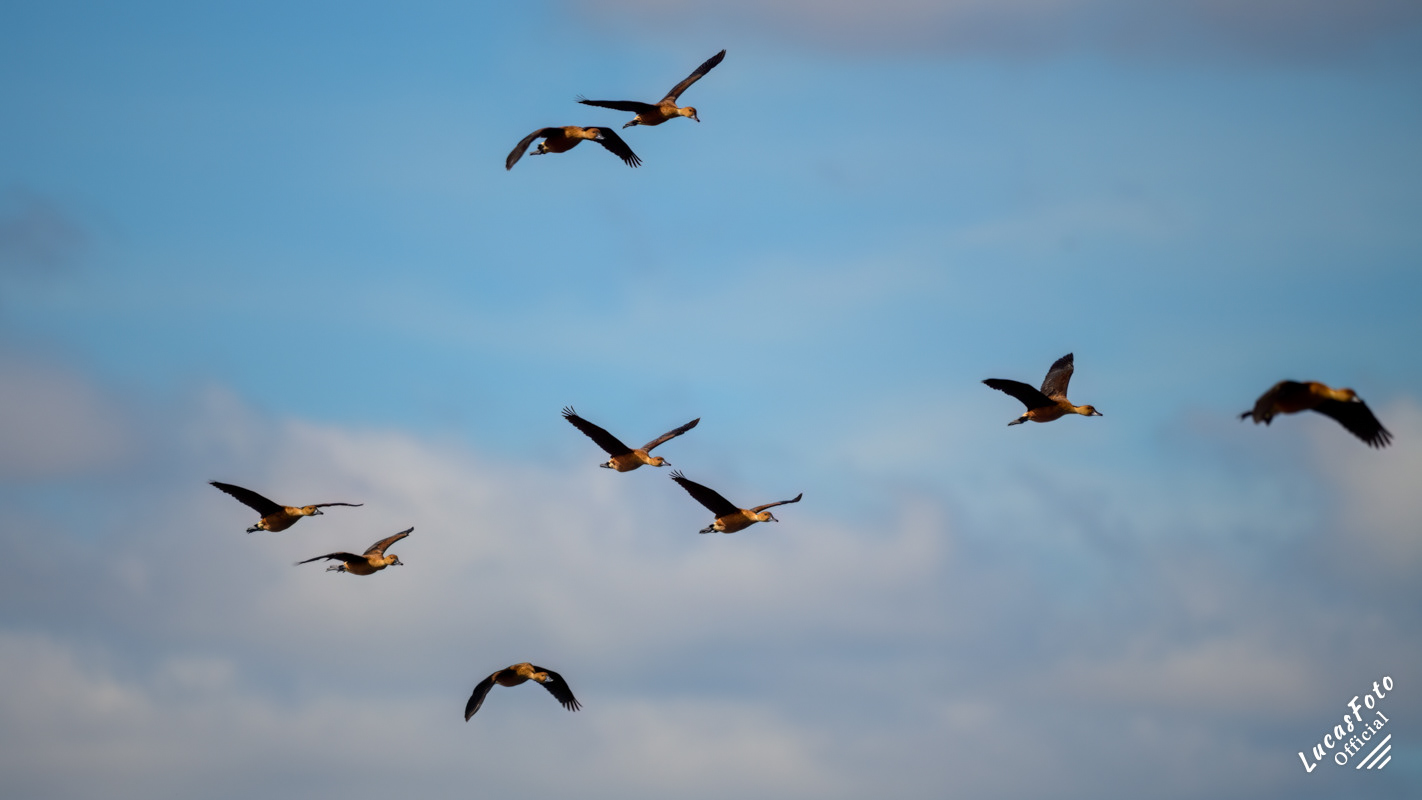 Fulvous Whistling-Duck