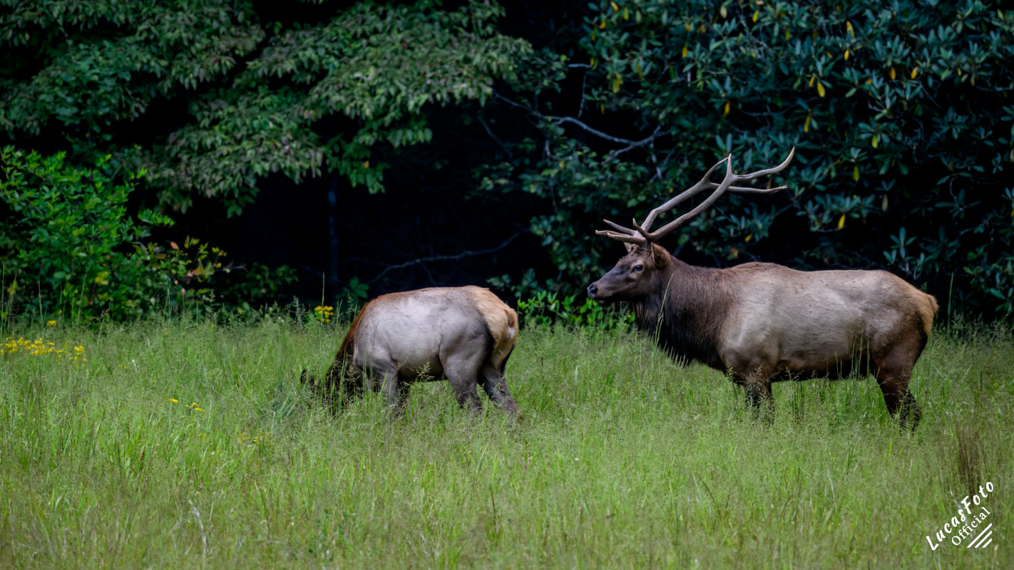 Elk
