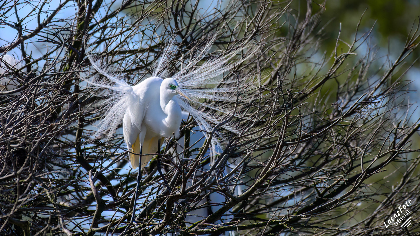 Great Egret