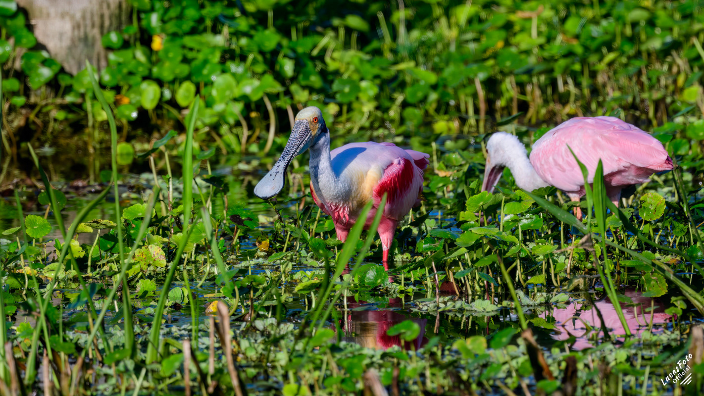 Roseate Spoonbill