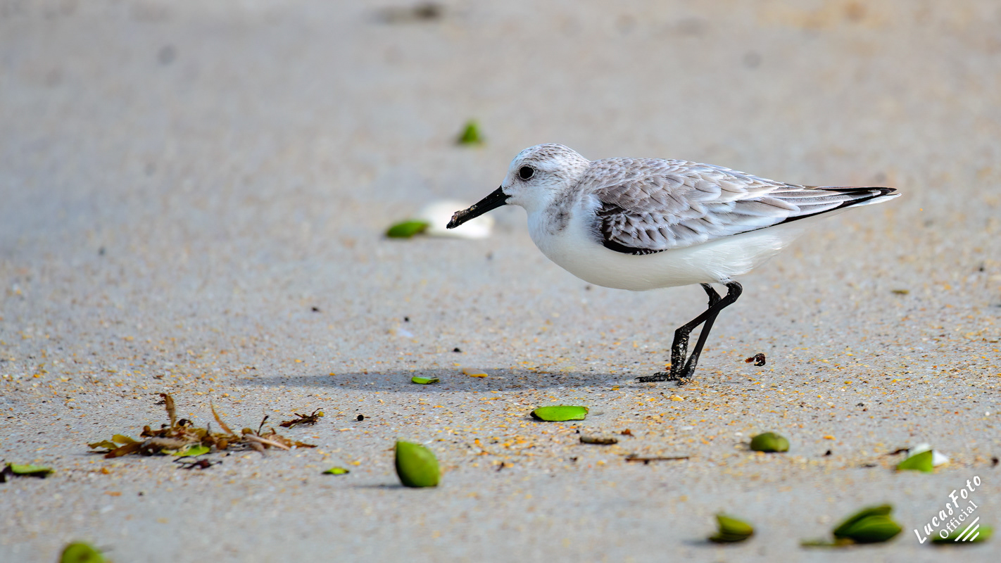 Sanderling