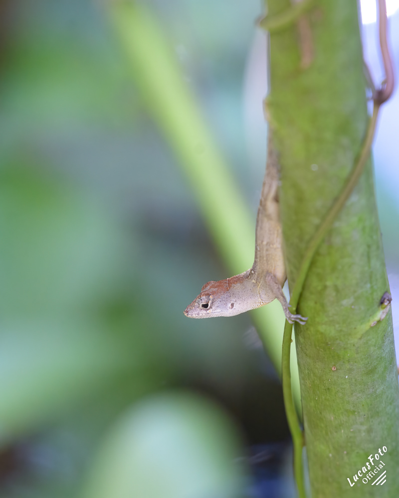 Brown Anole