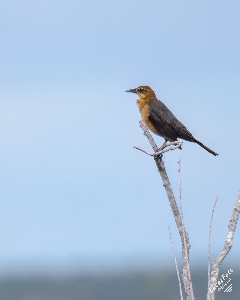 Boat-tailed Grackle