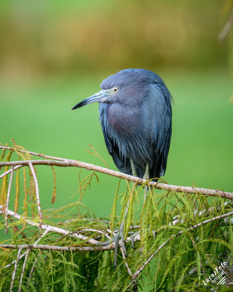 Little Blue Heron