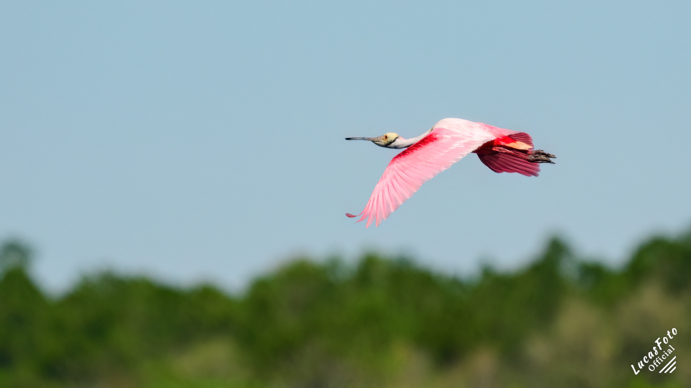 Roseate Spoonbill