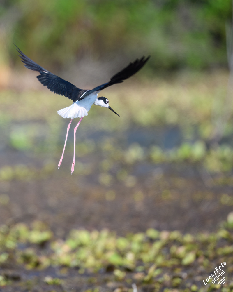 Black-necked Stilt