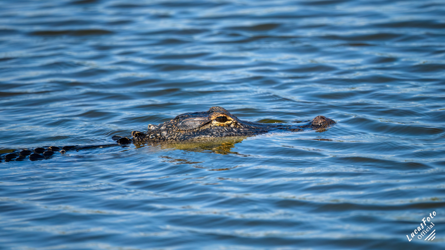 Alligator