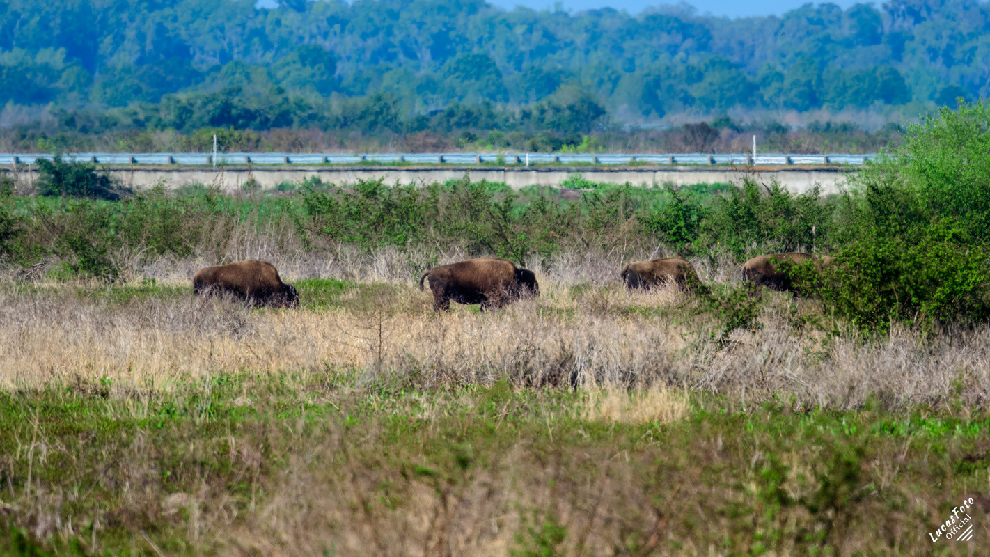 Bison
