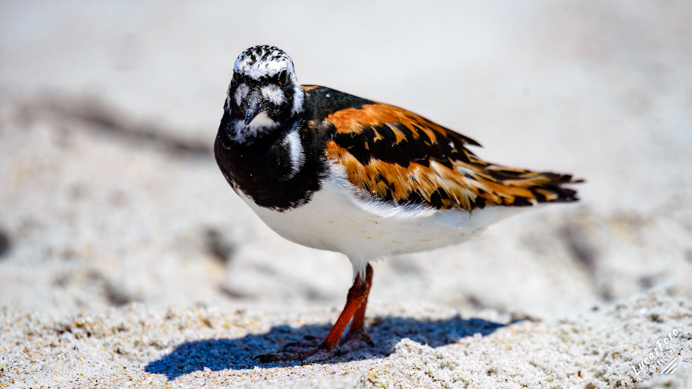 Ruddy Turnstone