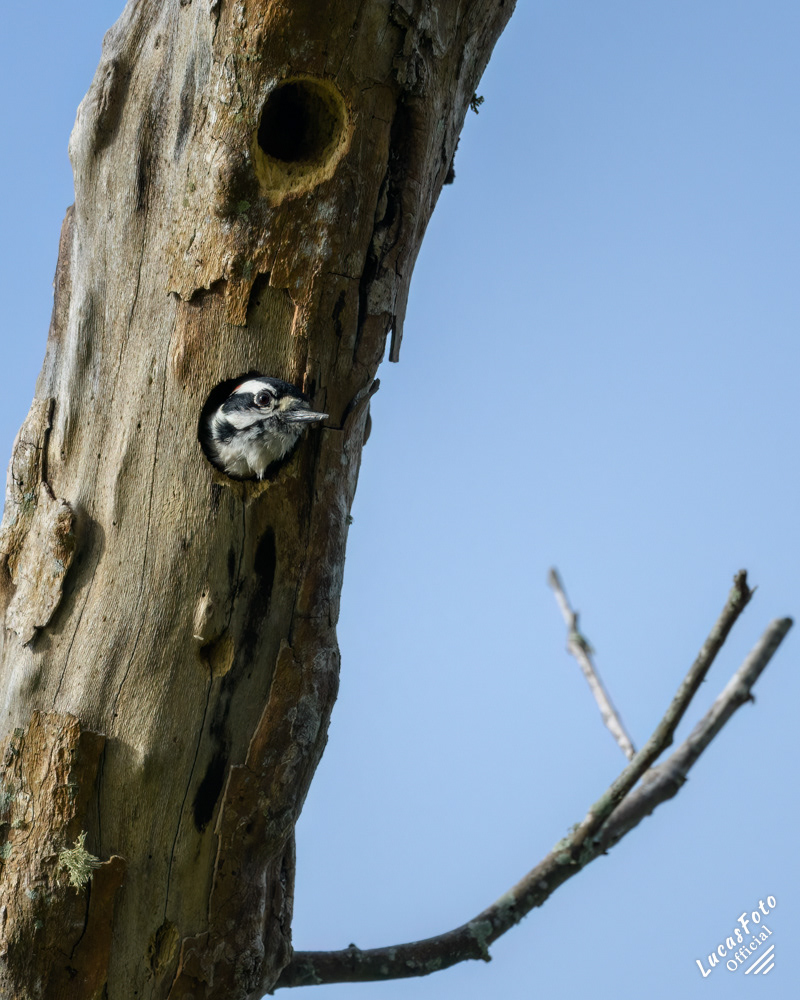 Downy Woodpecker