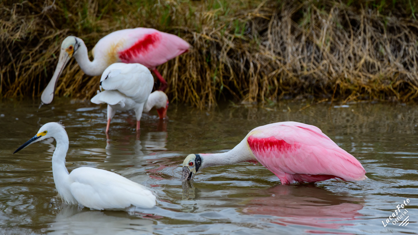 Roseate Spoonbill / White Ibis