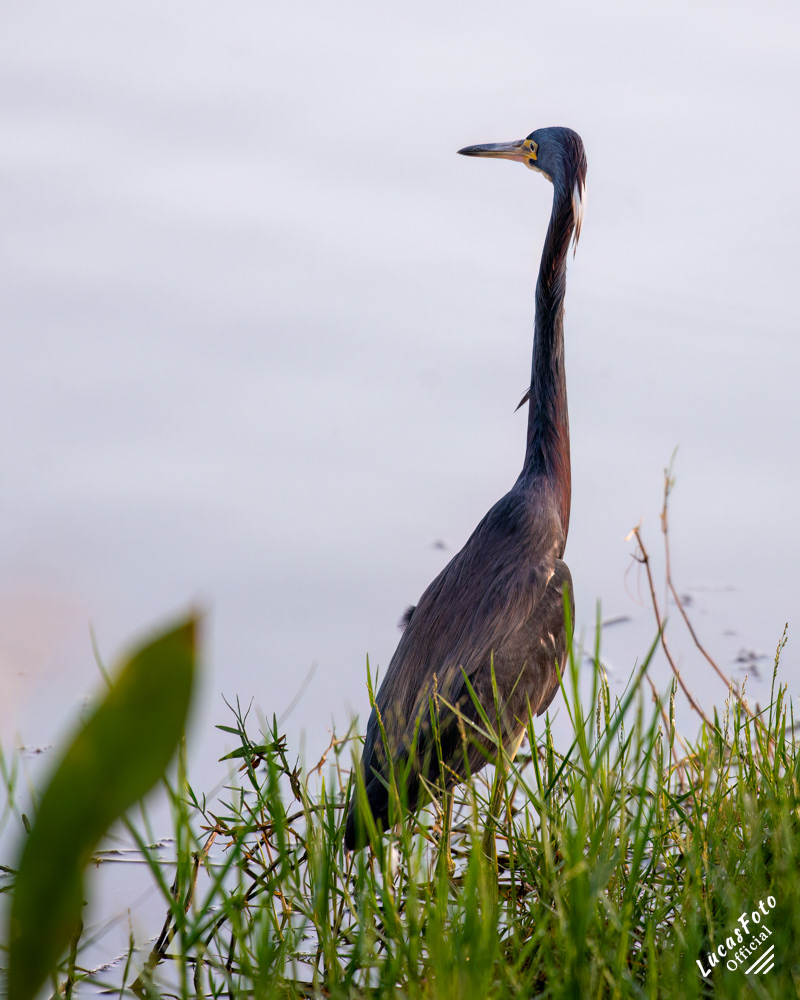 Tricolored Heron