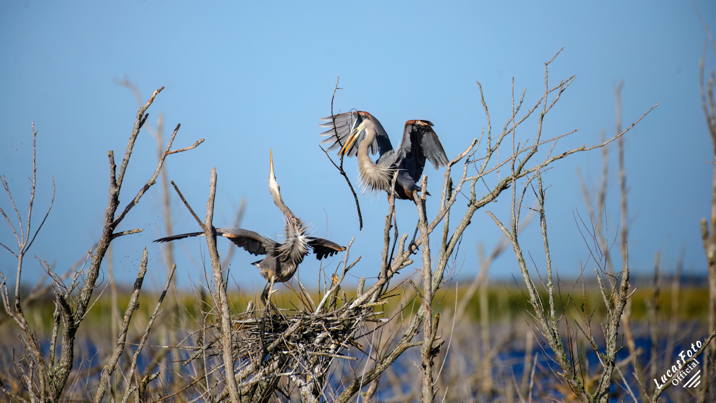 Great Blue Heron