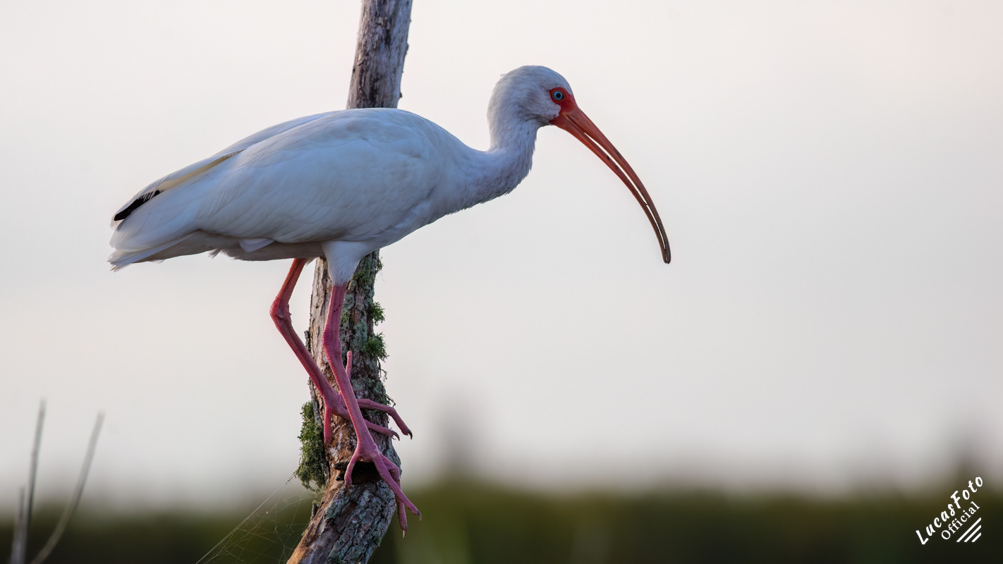 White Ibis
