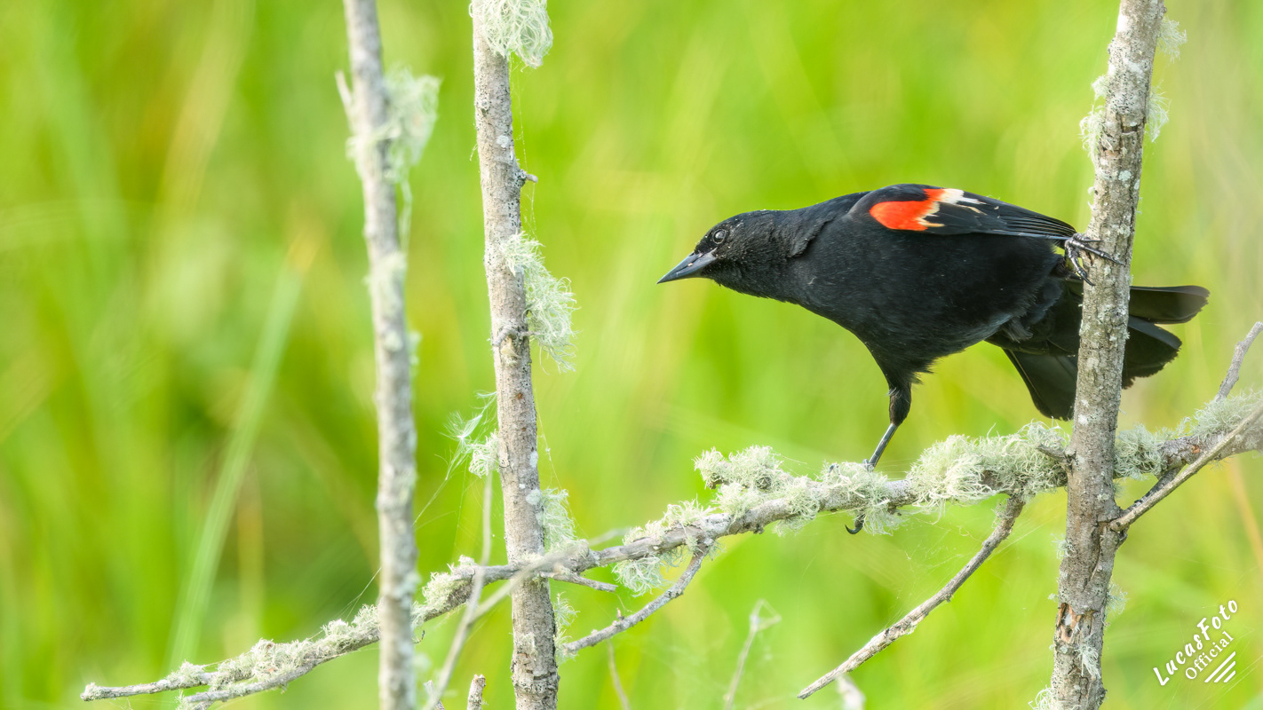 Red-winged Blackbird