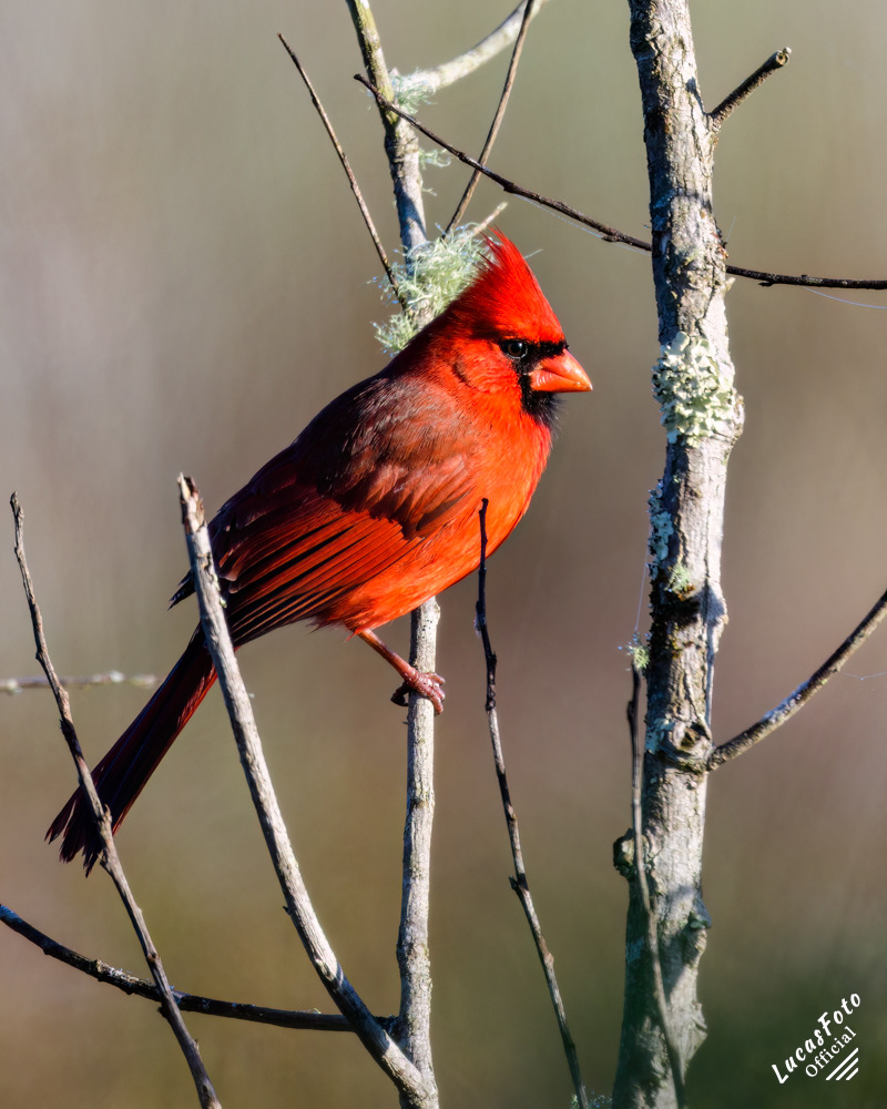 Northern Cardinal