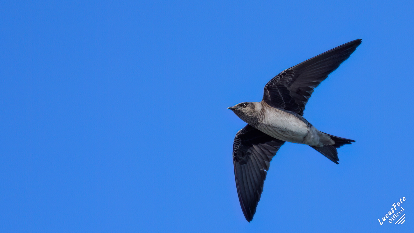 Purple Martin