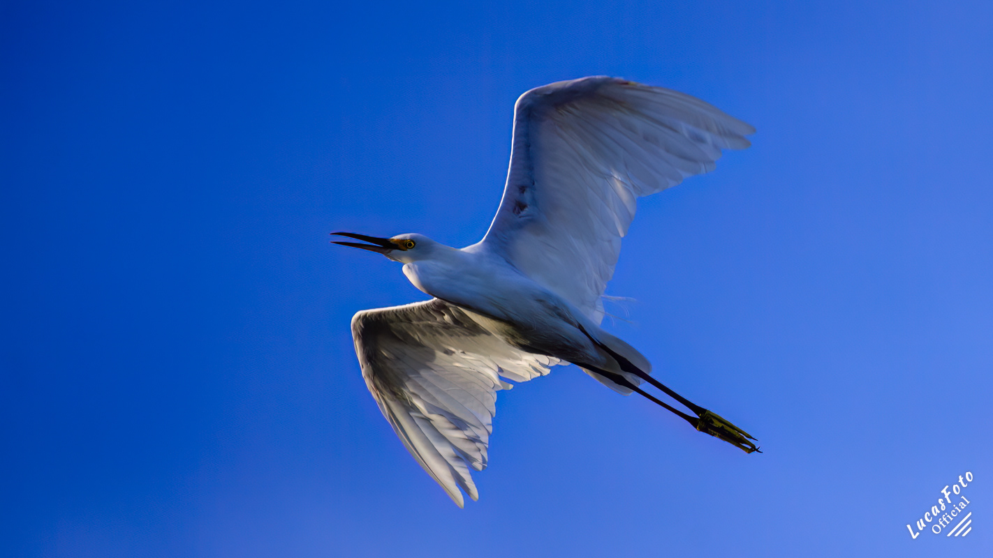 Snowy Egret