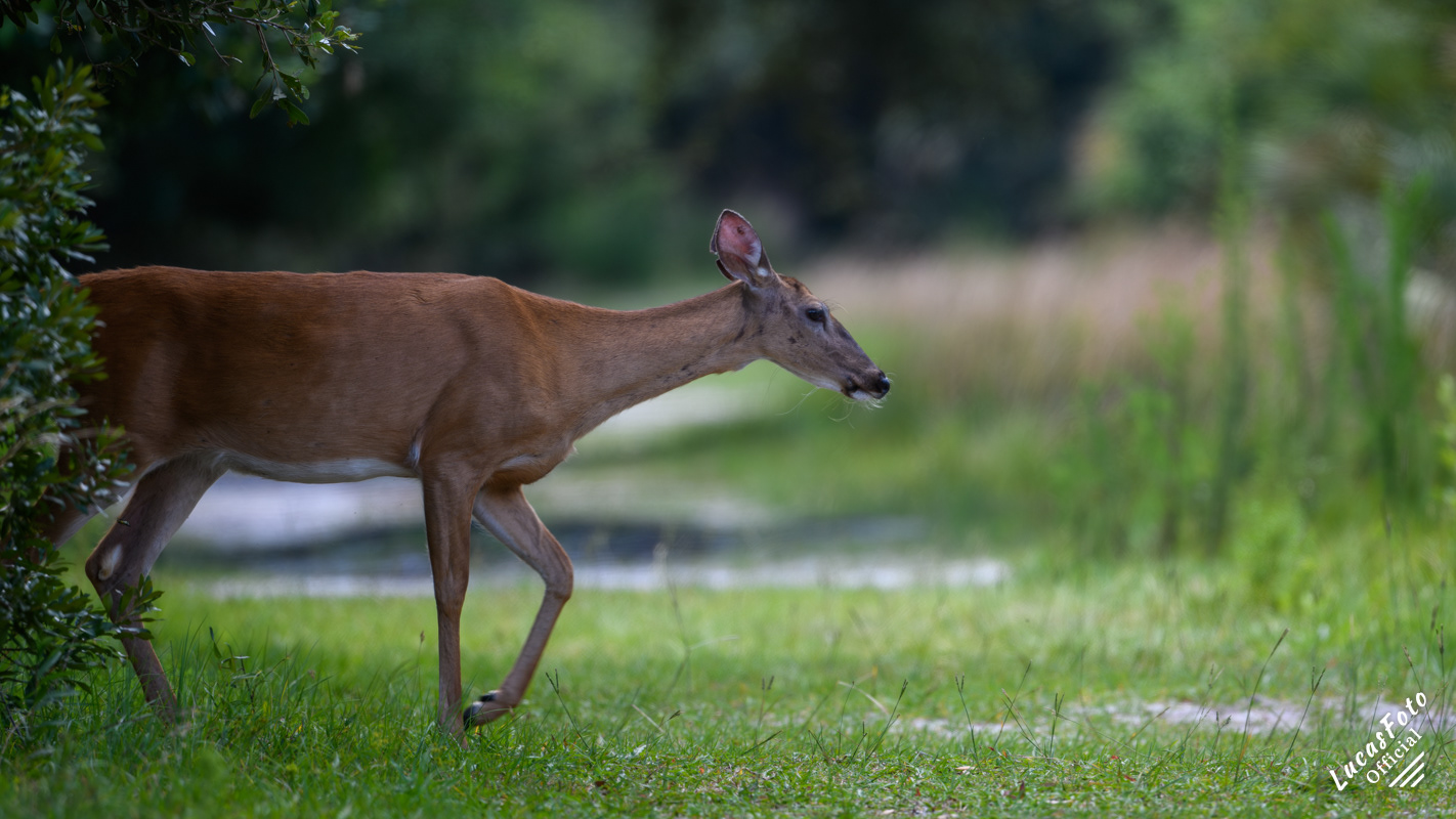 Whitetail