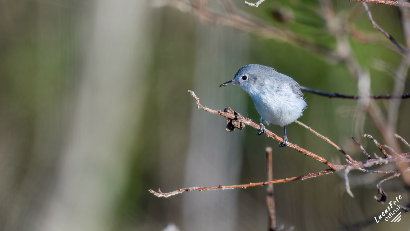 Blue-gray Gnatcatcher