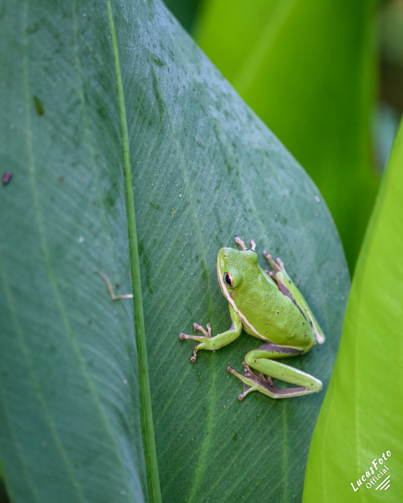 Green Treefrog