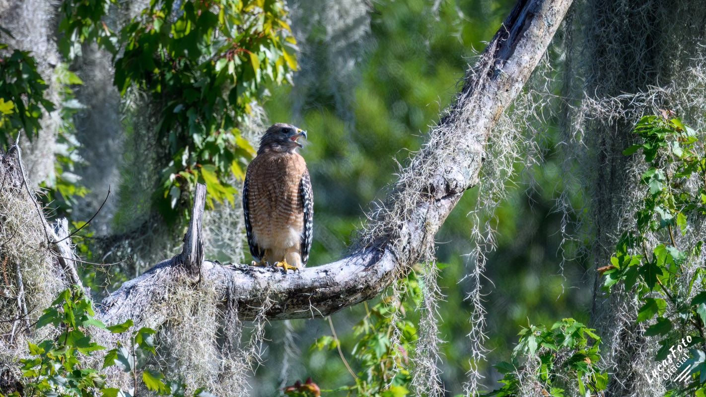 Red-shouldered Hawk