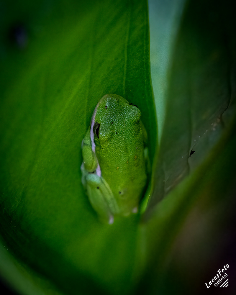Green Treefrog