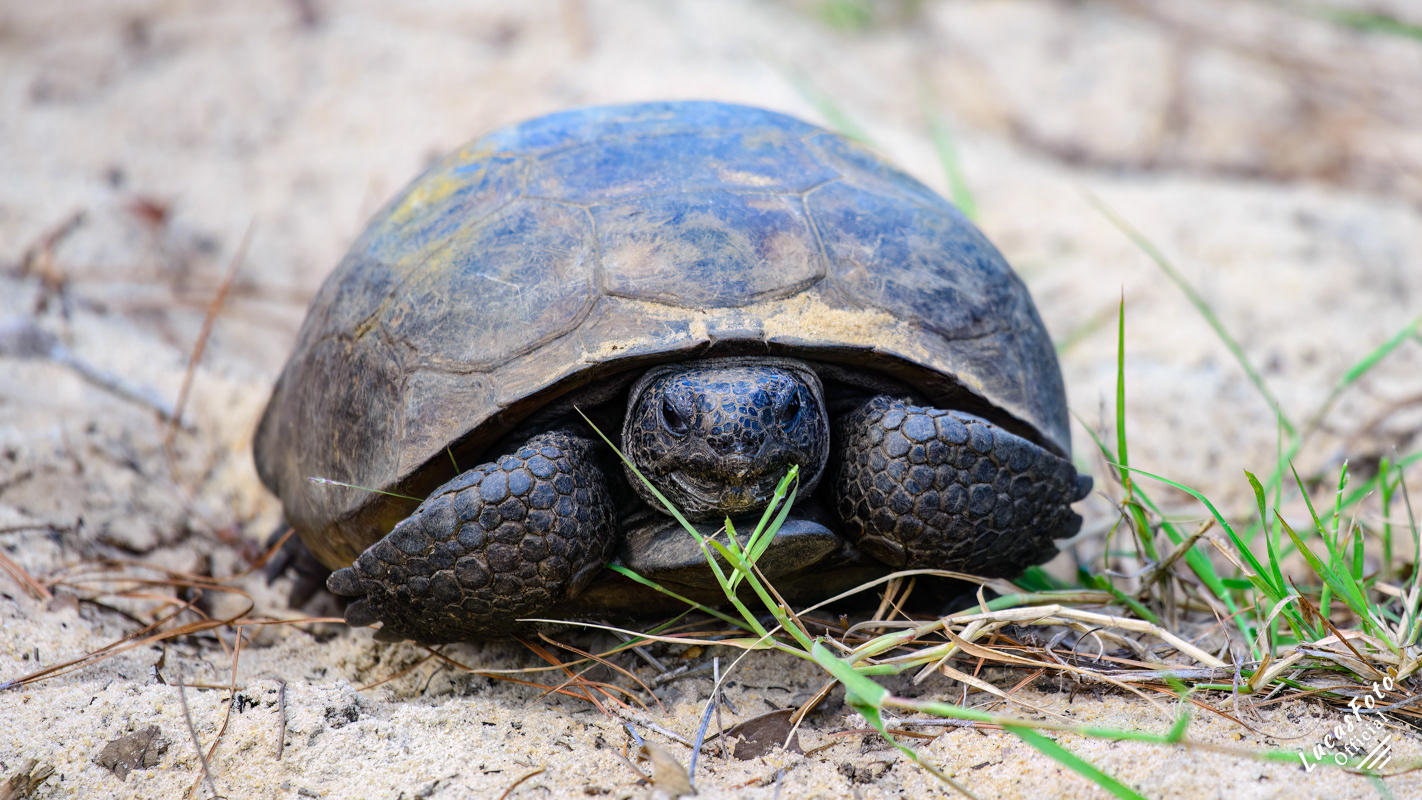 Gopher tortoise