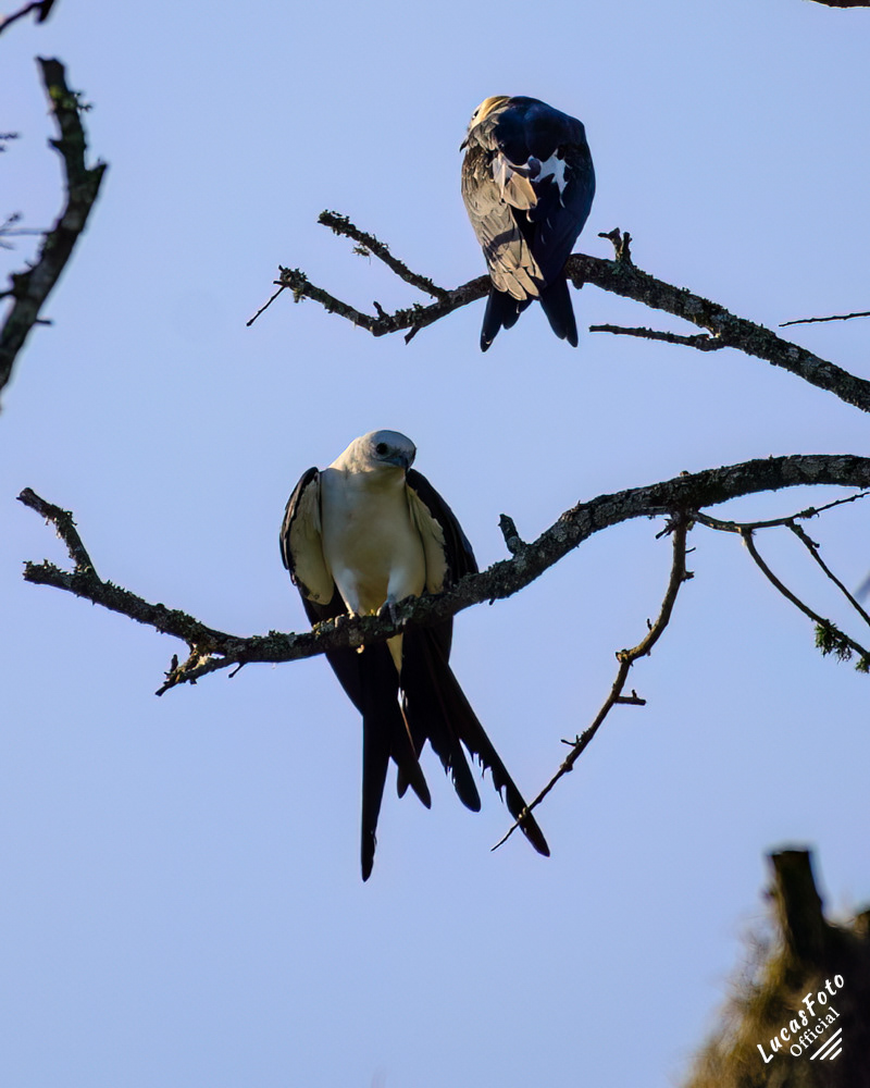 Swallow-tailed Kite