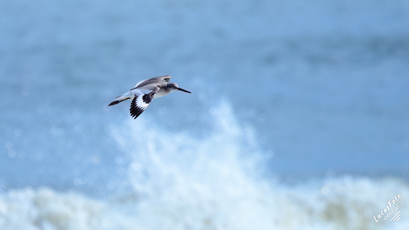 Willet