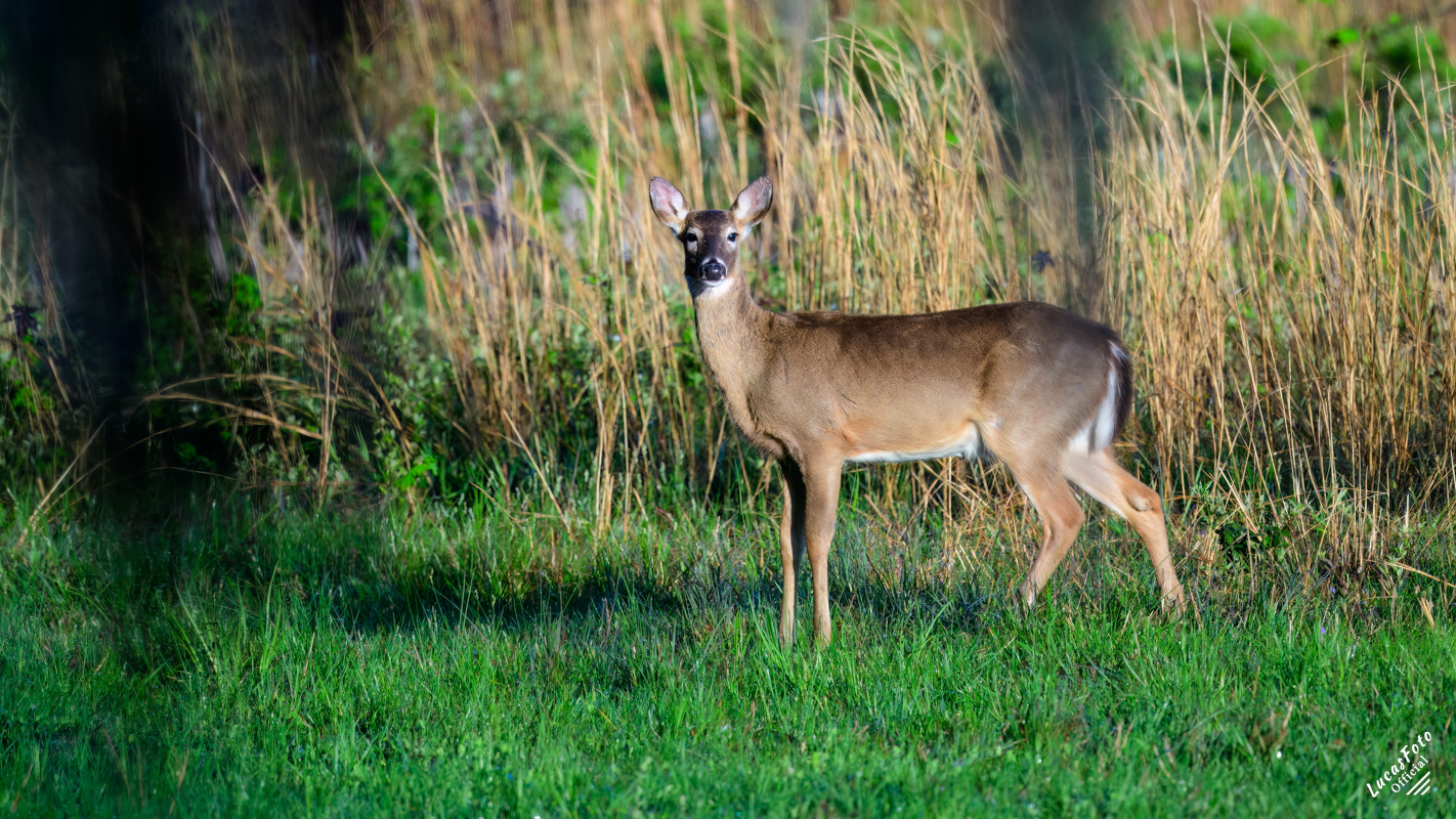 Whitetail