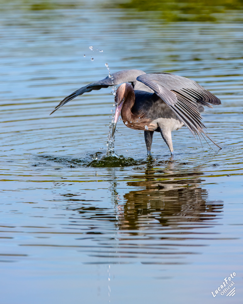 Reddish Egret