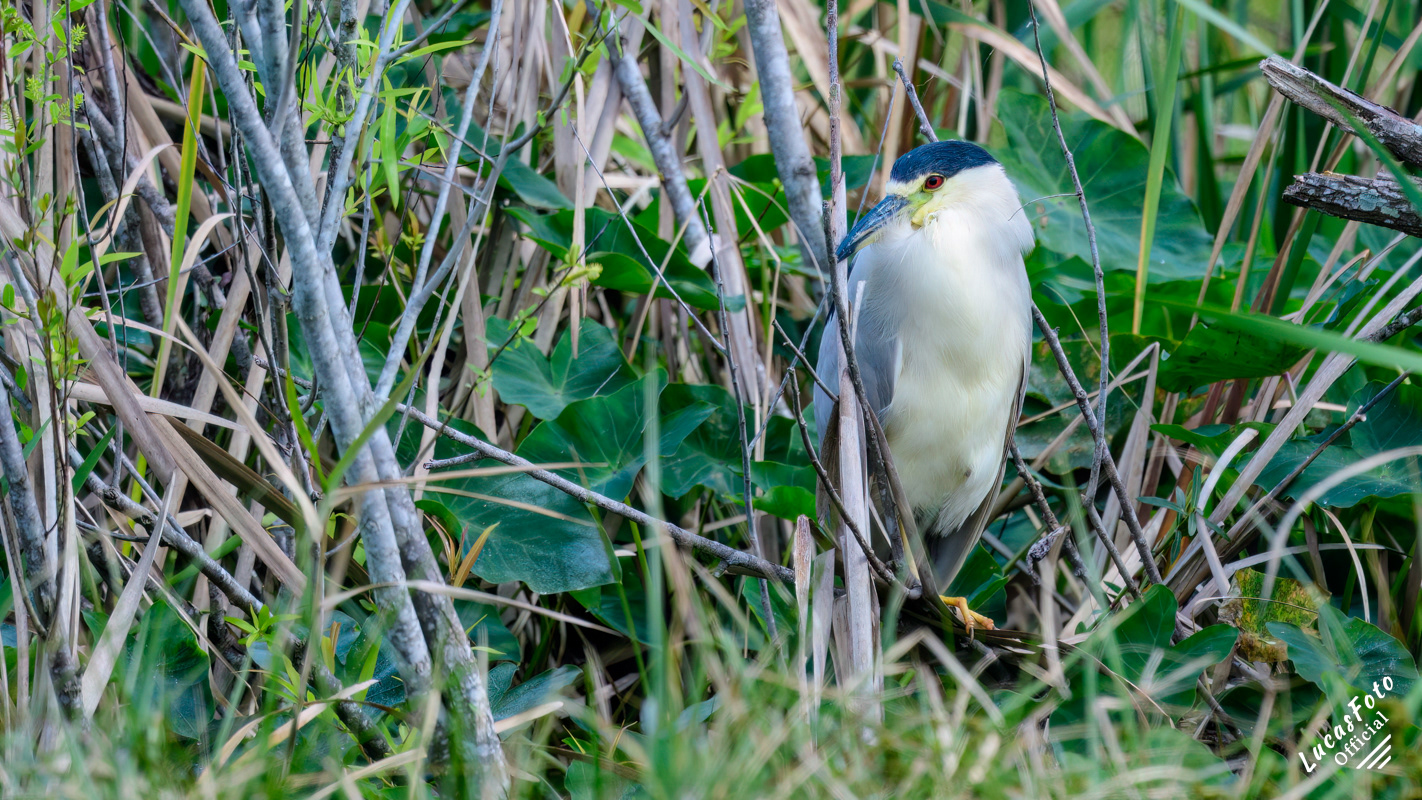 Black-crowned Night Heron