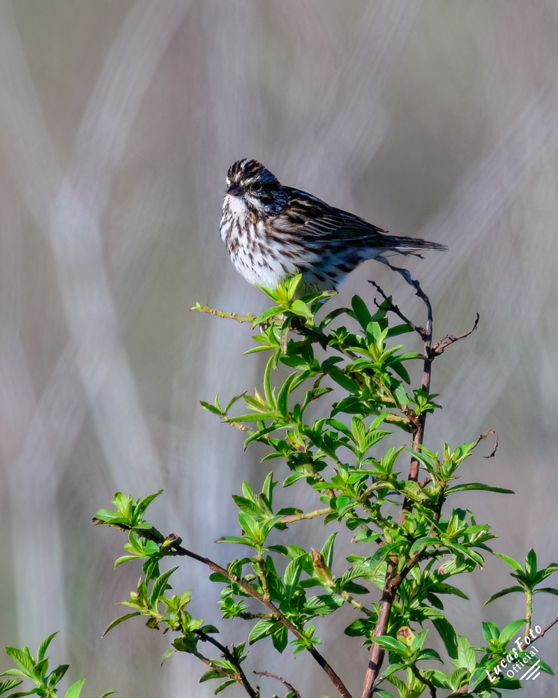 Savannah Sparrow