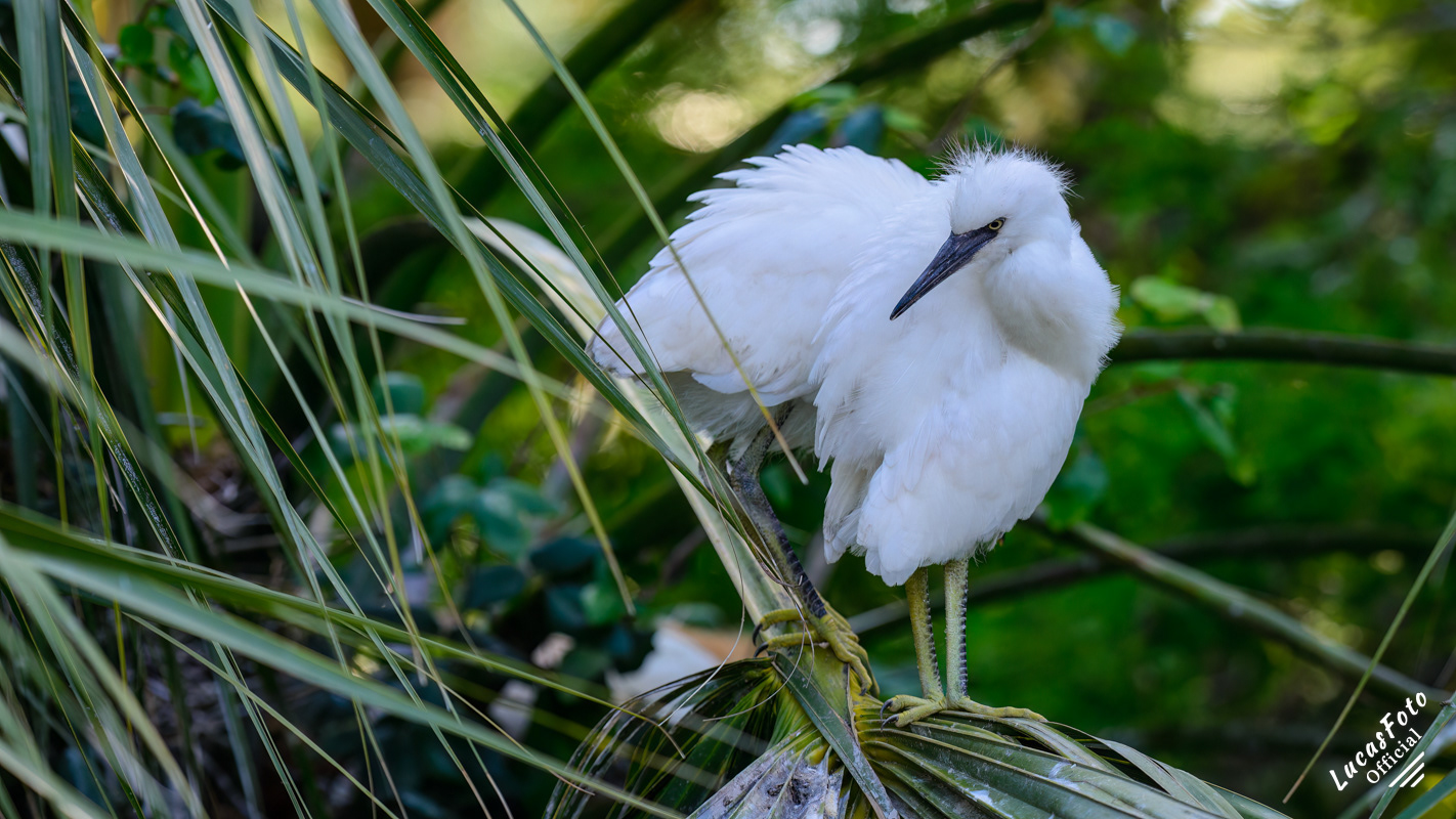 Snowy Egret